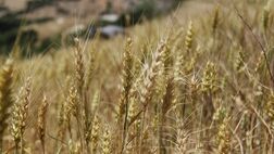 طرح بیمه اجباری گندم برای جهش تولید تدوین شد