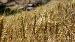 طرح بیمه اجباری گندم برای جهش تولید تدوین شد