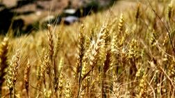 طرح بیمه اجباری گندم برای جهش تولید تدوین شد