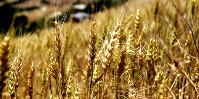 ضریب نفوذ بیمه کشاورزی در خراسان شمالی پایین است