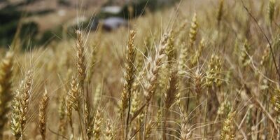 طرح بیمه اجباری گندم برای جهش تولید تدوین شد