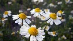 خواص عجیب بابونه در لاغری و سلامتی !
