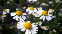 خواص عجیب بابونه در لاغری و سلامتی !
