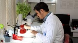 سالانه یک میلیون مورد مرگ ناشی از بیماری‌های انگلی در دنیا رخ می‌دهد