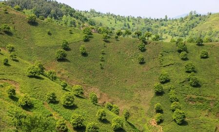 برداشت چای