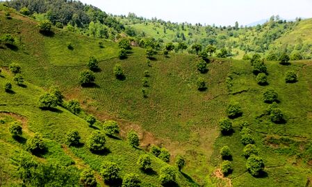 برداشت چای