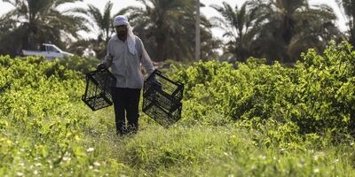 تعهدات پرداخت غرامت دام و طیور تا ۸۰ درصد رشد کرد