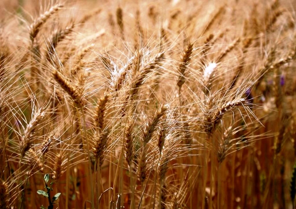 کاهش ۳۰ درصدی خرید تضمینی گندم نسبت به سال قبل
