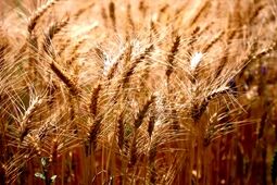 خرید تضمینی گندم با پرداخت علی‌الحسابی