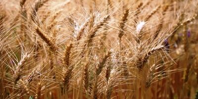 قیمت جهانی مواد غذایی کاهش یافت