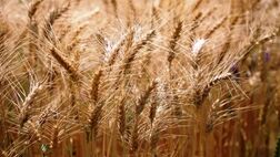 خرید تضمینی گندم از ۷.۵ میلیون تن گذشت