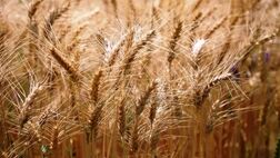 نرخ خرید تضمینی گندم به فوریت اصلاح می‌شود 