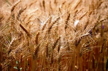 خرید تضمینی گندم از مرز ۵ میلیون تن گذشت