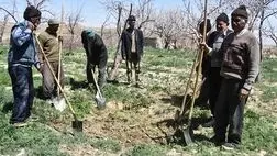 رشد ۱۶۵ درصدی بودجه صندوق بیمه اجتماعی کشاورزان، روستاییان و عشایر