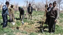 رشد ۱۶۵ درصدی بودجه صندوق بیمه اجتماعی کشاورزان، روستاییان و عشایر