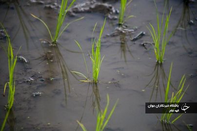 نشا
