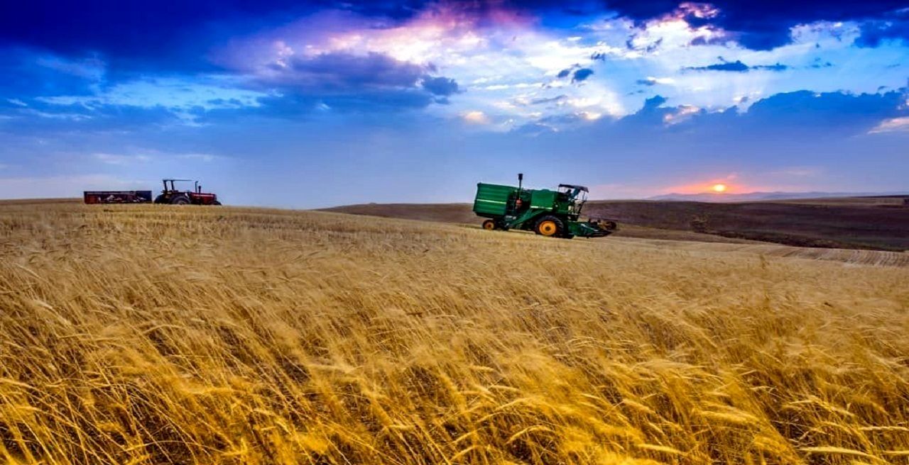  ۵۰ درصد از مطالبات باقی مانده گندمکاران به زودی پرداخت می‌شود 