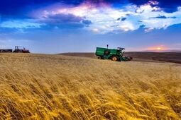 پیش بینی خرید ۱۰.۵ میلیون تن گندم
