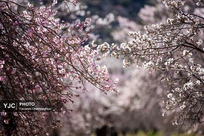 شکوفه‌های زیبای بهاری روستای مهارلو (18)