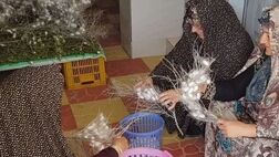 پرداخت وام اشتغال صندوق کارآفرینی امید در خراسان شمالی ۲.۵ برابر شد