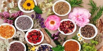 صادرات گیاهان دارویی به ۴۸۰ میلیون دلار رسید
