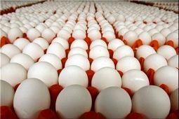  تولید کنندگان تخم مرغ روزانه ۱۴۰ همت ضرر می‌کنند 