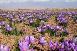 جابه جایی ۱۴۵ میلیارد تومانی در بازار زعفران بورسی 