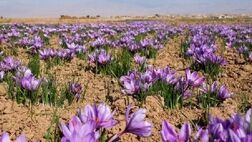 جابه جایی ۱۴۵ میلیارد تومانی در بازار زعفران بورسی 