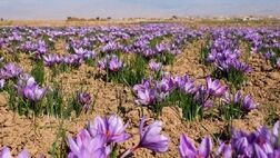 جابه جایی ۱۴۵ میلیارد تومانی در بازار زعفران بورسی 