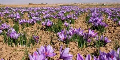 جابه جایی ۱۴۵ میلیارد تومانی در بازار زعفران بورسی 