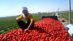 تمدید عوارض ۷۰ درصدی صادرات گوجه فرنگی تا پایان سال