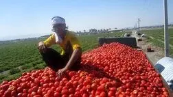 کاهش عوارض صادراتی پیاز و گوجه فرنگی
