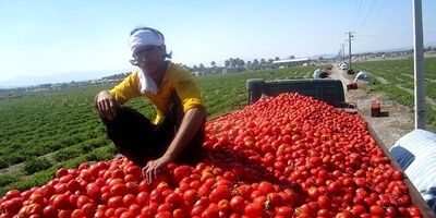 تمدید عوارض ۷۰ درصدی صادرات گوجه فرنگی تا پایان سال
