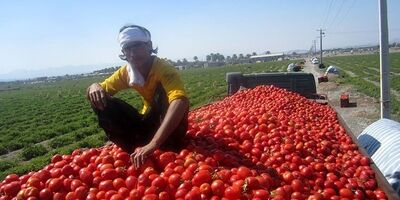 تمدید عوارض ۷۰ درصدی صادرات گوجه فرنگی تا پایان سال