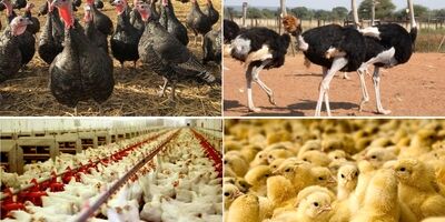 ریسک‌های اصلی صنعت طیور، خارج از دایره پوشش بیمه