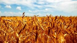 خرید گندم به مرز ۵۰۰ هزار تن رسید