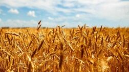 قیمت بیمه کشاورزی شهر ری برای هر هکتار ۴۰۰ هزار تومان برآورد شد