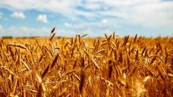 قیمت بیمه کشاورزی شهر ری برای هر هکتار ۴۰۰ هزار تومان برآورد شد