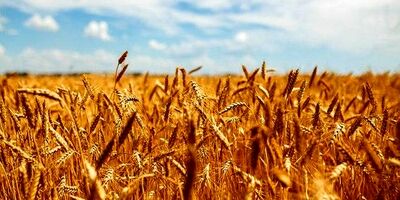 خرید گندم به مرز ۵۰۰ هزار تن رسید
