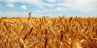 قیمت بیمه کشاورزی شهر ری برای هر هکتار ۴۰۰ هزار تومان برآورد شد