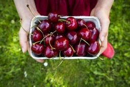میوه تابستانی که کلسیم بیشتری از شیر دارد 