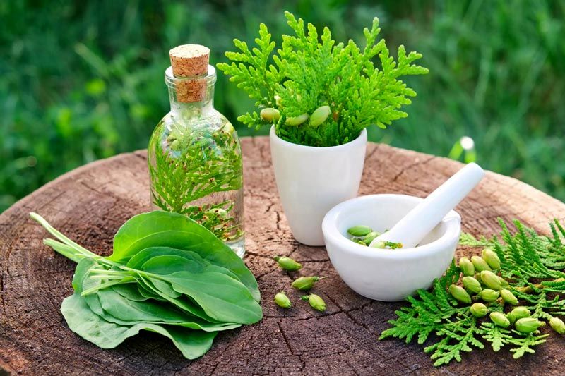 داروهای گیاهی را از عطاری نخرید