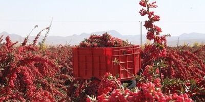 عامل 70 درصد خسارت زرشک خراسان جنوبی سرمازدگی است