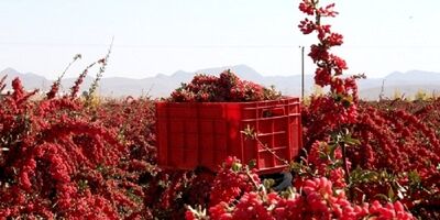 عامل 70 درصد خسارت زرشک خراسان جنوبی سرمازدگی است
