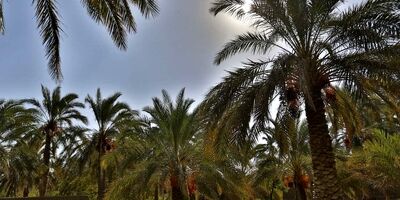 تولید خرمای کشور به بیش از یک میلیون تن رسید