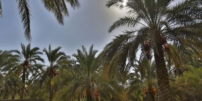 برآورد محصولات توسط کارشناسان صندوق بیمه کمتر ازمیزان واقعی آن است