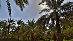 تولید خرمای کشور به بیش از یک میلیون تن رسید