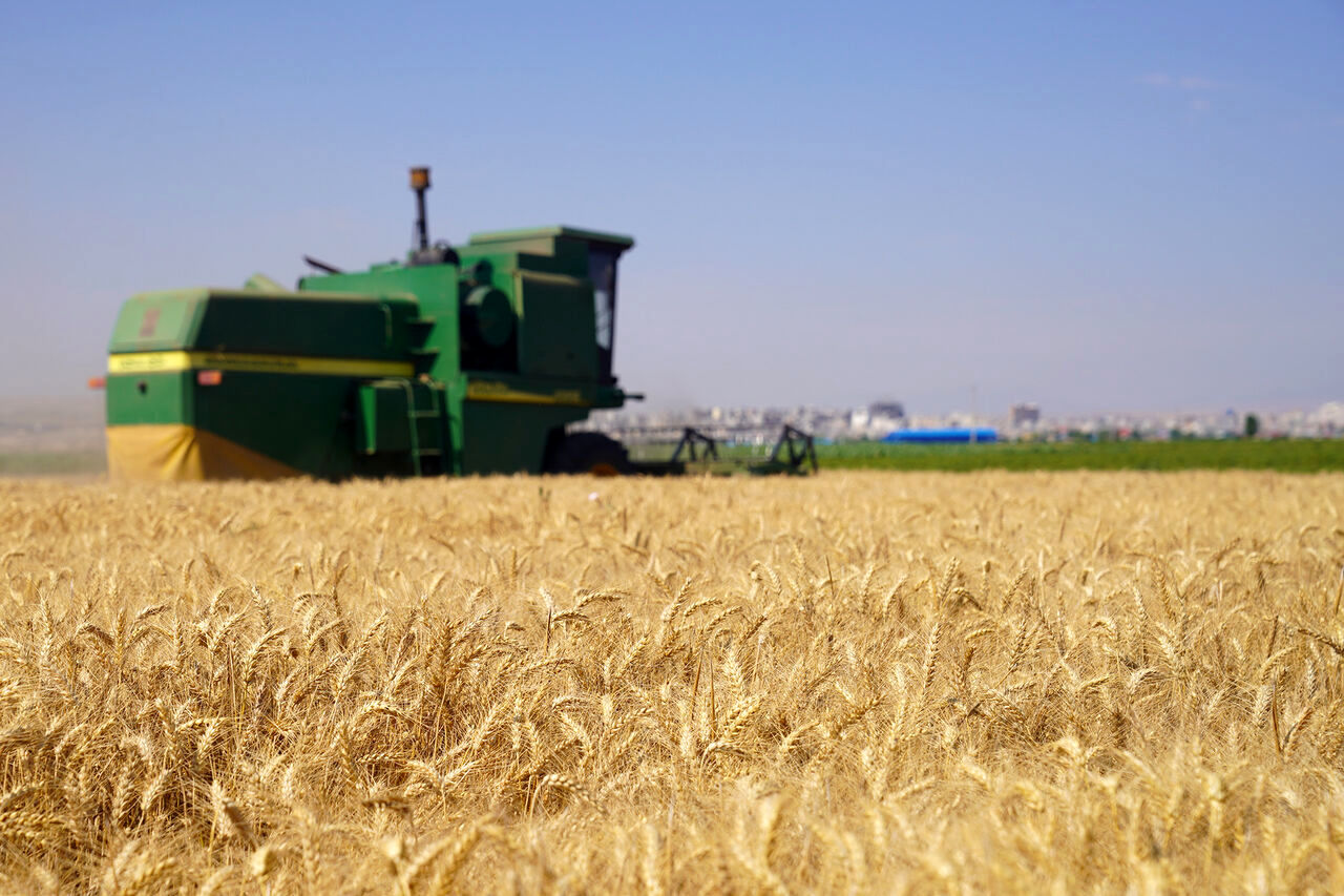  رشد ۳۰ درصدی تولید گندم نسبت به سال گذشته 