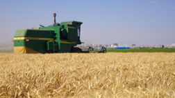  رشد ۳۰ درصدی تولید گندم نسبت به سال گذشته 