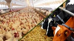 دست دلالان از توزیع نهاده‌های دامی در تهران کوتاه می‌شود